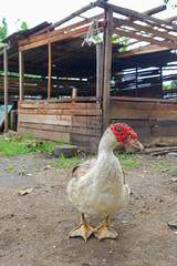 Muscovy duck with cage background