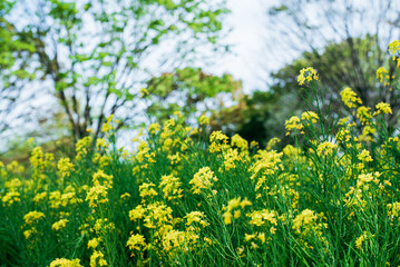 菜の花畑