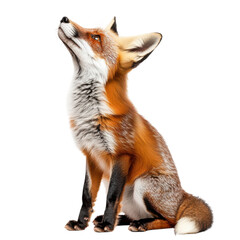 Obraz premium Alert Fox in Winter Scene on transparent background.