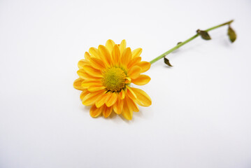 A bright yellow gerber daisy flower on a white background