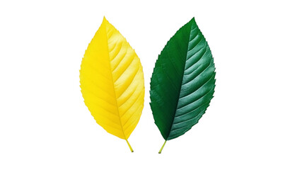 Two Leaves, Vibrant Yellow and Deep Green Close up