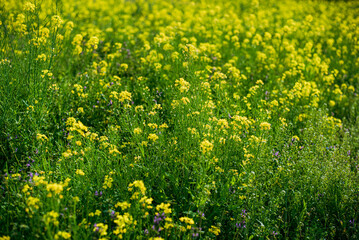 Obraz premium 菜の花畑