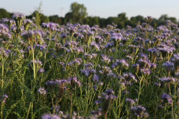 Bienenfreund - Rainfarn-Phazelie - Büschelschön