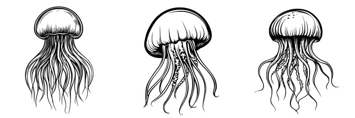 Intricate illustrations showcasing various jellyfish species with detailed tentacles and bell shapes
