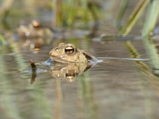 Frog resting in a lake closeup profile view