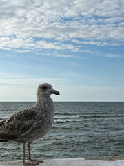 Seagull in front of the sea and blue sky.