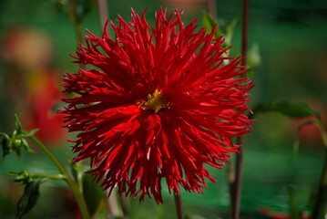  Dahlia cactus rouge carmin au jardin en été