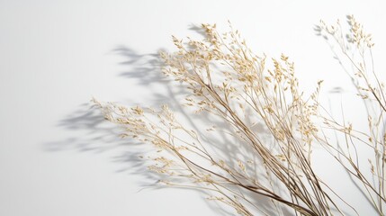 Obraz premium A serene arrangement of delicate dried grass stems creating soft shadows on a bright white background, perfect for evoking a sense of calm and simplicity.
