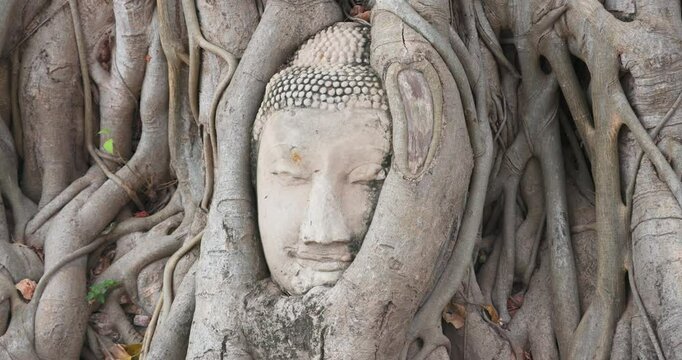 The Buddha's head in tree roots, Ayutthaya, Thailand