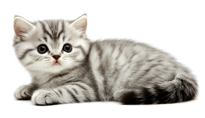 Obraz premium A British Shorthair cat sitting, isolated on a white background with a clipping path. Full-body portrait of a cute, grey striped tabby kitten looking up at the camera. Shot in a studio. 