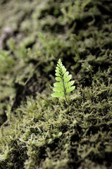 fern leaf on a tree with moss