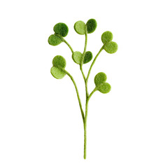 A delicate green plant branch with heart-shaped leaves and slender stems.