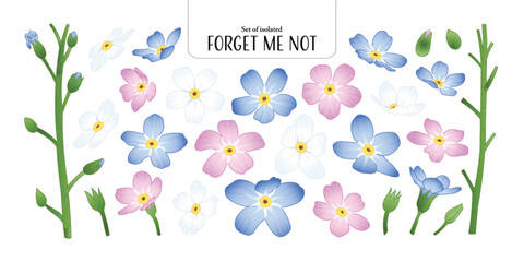 Set of isolated Forget Me Not, Scorpion grasses. Cute flower illustration in hand drawn style. Pastel blue, pink and white color tones on a transparent background.