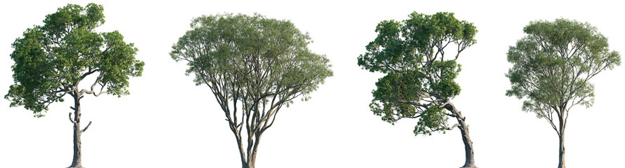 Set of Myrsine lessertiana and Salix caroliniana frontal street trees isolated png on a transparent background perfectly cutout © Viktoria