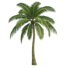 Palm Tree White Background on transparent background.