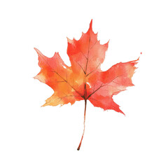 Fototapeta premium A vibrant, watercolor-style depiction of a red maple leaf isolated on a white background.