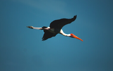 Majestic painted stork in flight.