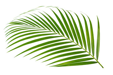 Obraz premium Palm leaf isolated on white background