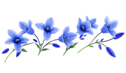 Fototapeta premium Elegant blue flowers with buds on transparent background, floral illustration of blooming petals and stems, concept of nature, spring, and botanical art