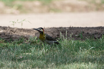 Woodpecker bird curious walking on the grass