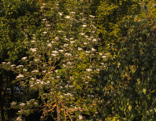 Rowan branches with white flowers in May on a dark green garden background, selective focus.
