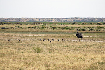 Darwin's rhea bird mamma walking with its babies in plateau