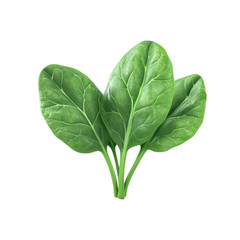 Fresh green spinach leaves highlighting healthy food choices and nutrition.