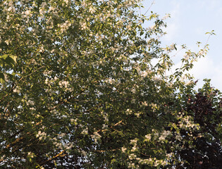 Flowering branches of bird cherry on a sunny day against a blue sky background, a species of Prunus virginiana with characteristic racemose inflorescences of small white flowers.