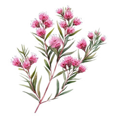 Obraz premium Watercolor painting of pink flowering plant with green leaves on a transparent background, botanical illustration of a delicate floral branch Concept of nature, spring, and floral design