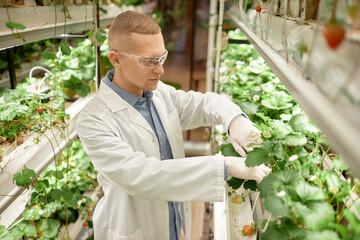 Biologist inspecting strawberry plants in hydroponic greenhouse, checking for growth and health of...