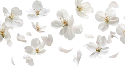 Delicate white cherry blossom flowers and petals floating on a transparent background, representing spring, nature, and floral beauty