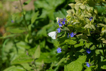 White Butterfly on Purple Flowers