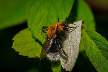 macro of a bee on leaf