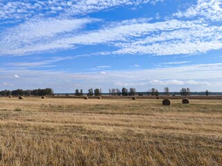 Fototapeta premium Hay and straw bales in the end of summer. Hay field landscape.
