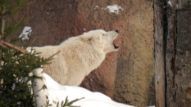 Video of a white wolf howling against a rugged forest backdrop. Highlights its powerful stance, thick fur, and the snowy natural environment.
