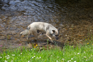 A stray dog bathes in the river in summer