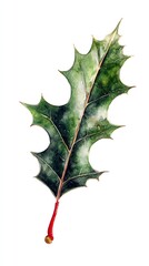 Fototapeta premium Watercolor Holly Leaf Illustration Botanical Art Print