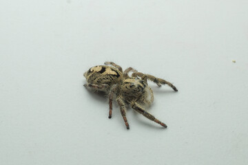 spider jump white isolated background