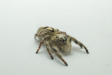 spider jump white isolated background