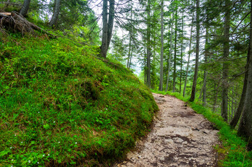Obraz premium Forest trail in the Dolomites (Dolomiti, Dolomiten), Italy, leading to Lago Sorapis. Lush green plants and tall trees create a serene and refreshing natural atmosphere