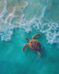 Fototapeta premium Stunning Aerial View of a Sea Turtle Swimming Gracefully Through Crystal Clear Turquoise Waters of the Ocean with Gentle Waves Surrounding It
