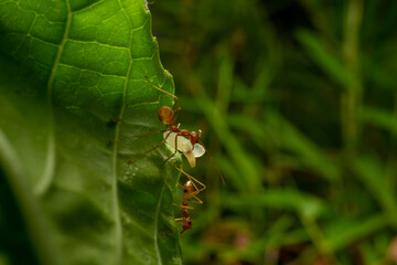 red ants with natural background