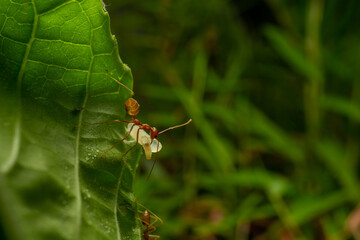 red ants with natural background