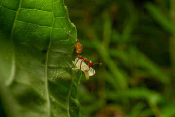 red ants with natural background