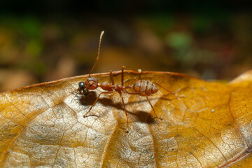red ants with natural background