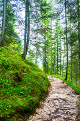 Forest trail in the Dolomites (Dolomiti, Dolomiten), Italy, leading to Lago Sorapis. Lush green plants and tall trees create a serene and refreshing natural atmosphere