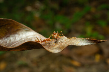 red ants with natural background