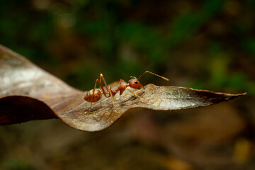 red ants with natural background (Oecophylla smaragdina F.)	