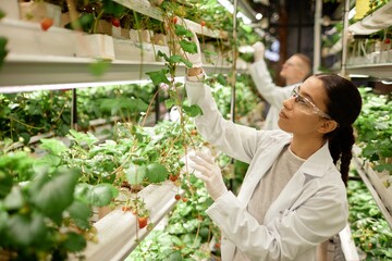 Female scientist wearing lab coat and safety glasses examining and adjusting plants in indoor...