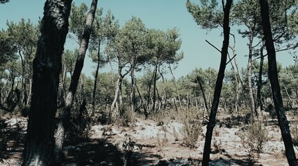 Obraz premium Sunlit pine forest with sandy ground and leaf litter.